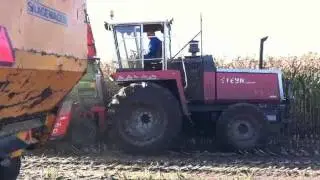 Maize Mais kneuzen kemper champion