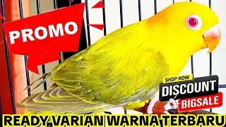 STOK LOVEBIRD WARNA TERBARU 5 OKTOBER 2025