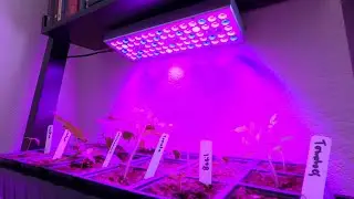 How To Start Seeds For Your Spring Garden - Cheap and Easy