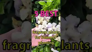 ☀️ Five best fragrant plants for summer plantings. #fragrantflowers #perfume #fragrant