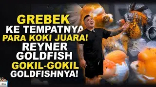 GREBEK REYNER GOLDFISH - PUSATNYA IKAN KOKI CHAMPION
