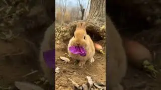 cartoons for kids peter rabbit full episode cartoon School Full Movie | Kids Animation #rabbit #kids