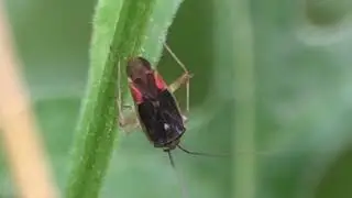 Mirid Bug (Closterotomus trivialis) - Brighton, July 2021