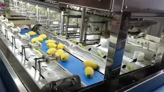 16 stations mango peeler mango peeling machine
