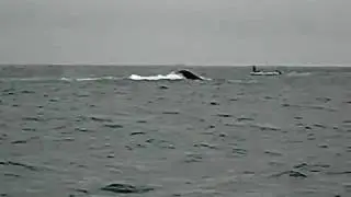 humpback whales in ecuador.MOV