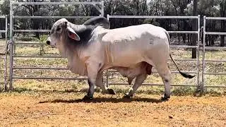 Big Country 2025 Lot 441 Thagoona Khawaja 144/2