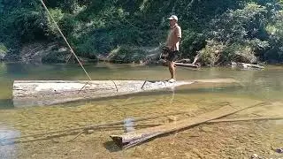 Stihl ms250 chainsaw cut big wood in the river. red meranti#chainsawman#belahkayu#river#woodworking