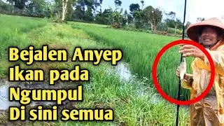 APESS...ADA TRAGEDI DI SAAT MANCING//Mancing Wader ijo//Mbah Omi Fishing.