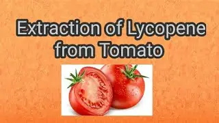 Extraction of Lycopene from Tomato  || Rabia Views ||