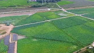 GLOBALink | Ecological resources revitalize remote villages in China's Qinling Mountains