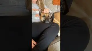 Hazel loves her Mom ❤️🐶 #dogs #dogshorts #germanshepherd #belgianmalinois #cutedogs