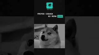 Умерла собака из мема Doge #новости #поток #doge #dogecoin #мем #сибаину #собака #япония #сиба