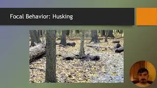 Husking Behavior in Eastern Grey Squirrels (Sciurus carolinensis) - Brandon Short
