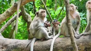 Amazing time of Gigy monkey with Vikki monkey breastfeeding and playing time with them.