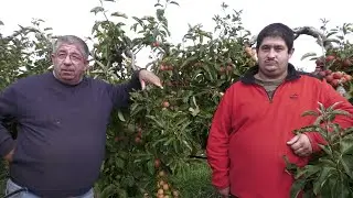Récolte de pommes en Loir-et-Cher