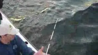 FlukeGirl Gets a 9 lb Bluefish