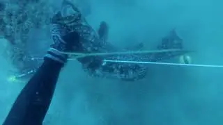 attacker fish😁😉😉