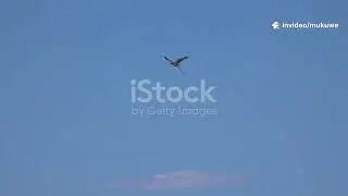 Epic Bird vs. Snake Showdown!