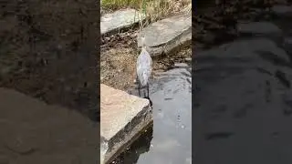 Heron eats fish my granddaughter was feeding