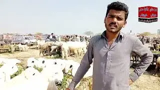 Khushab Mandi Kajla Chatra Rate || How to Cut Sheep Hair || Kajlay Chatray | kajla chatra big