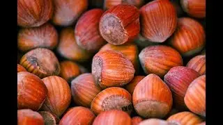 Come potare un nocciolo con molti anni