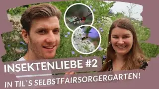 Das sind die besten Insektenpflanzen vom Profi! | Insektenliebe #2