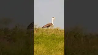 Is the Great Indian Bustard DOOMED?