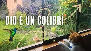 QUESTO VIDEO &Egrave; ANCHE PER LE PECORE. MA SOLO NERE. 