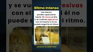 &iexcl;Las leonas pueden aparearse 40 veces al d&iacute;a y se vuelven agresivas si el macho no puede seguirles!