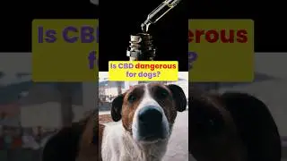 Is CBD Harmful to Dogs? What the Actual Science Says