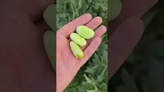 f&egrave;ves bio