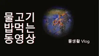 물생활 Vlog | 그냥 물고기 밥 주는 영상