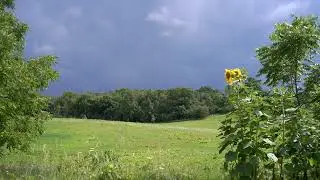 a good year for sunflowers 2020
