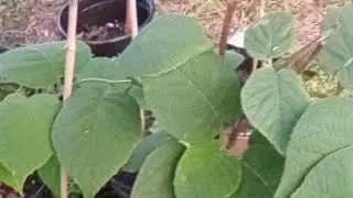 What's growing under my shade cloth!