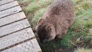 Wombat gift @ Ronny Creek, Cradle Mountain