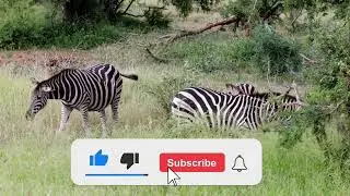 প্রাণীদের অজানা জীবন ও অবাক করা তথ্য | Animal Facts Bangla