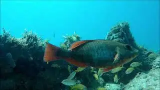 The Atlantic Coastal Fish Habitat Partnership