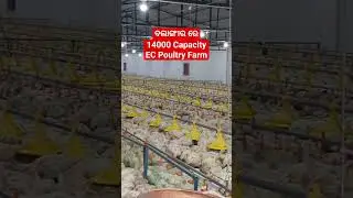 EC poultry farm odisha | poultry farm in bolangir