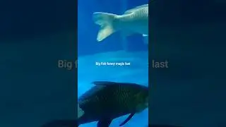 big fish #fish #shorts @McGrathFishing @Fishdomworld @Underfishing