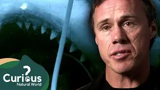 Facing The Ocean's Most Dangerous Predator | Human Prey | FULL Documentary | Curious?: Natural World