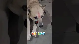 My Love | Save Street Dogs | Animals | kannada | Short | Viral | Dog | Dogs | AnimalsCare #Dogs