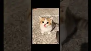 bro doesn't even realised he gpt kidnapped 😭🤣 #music #love #funny #cat #shorts