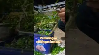 cukur daun bonsay#terending #fypage #fypyoutube #tanamanbonsai