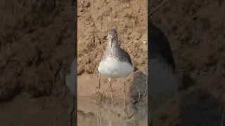 Green Sandpiper&nbsp;- Tringa ochropus #shortsfeed #shorts