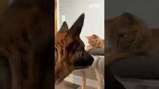 Gentle dog fascinated by cat