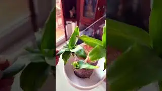 Brazilian wood 🤔New node growth! #brazilianwood #dracena #luckybambooplant