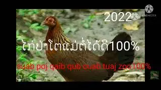 ໄກ່ປ່າໂຕແມ່ຕໍ່ມາໄດ້100%(suab poj qaib qub seev cuab tuaj zoo heev