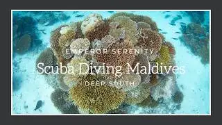 Emperor Serenity Maldives Liveaboard Adventure: 2 Weeks of Epic Scuba Diving!