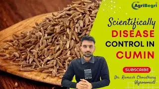 Scientifically Disease Control in Cumin- Agribegri Agronomist Dr. Ramesh Choudhary