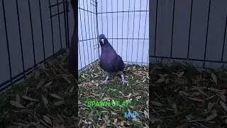 MVP Hen, Ready for next year's breeding program